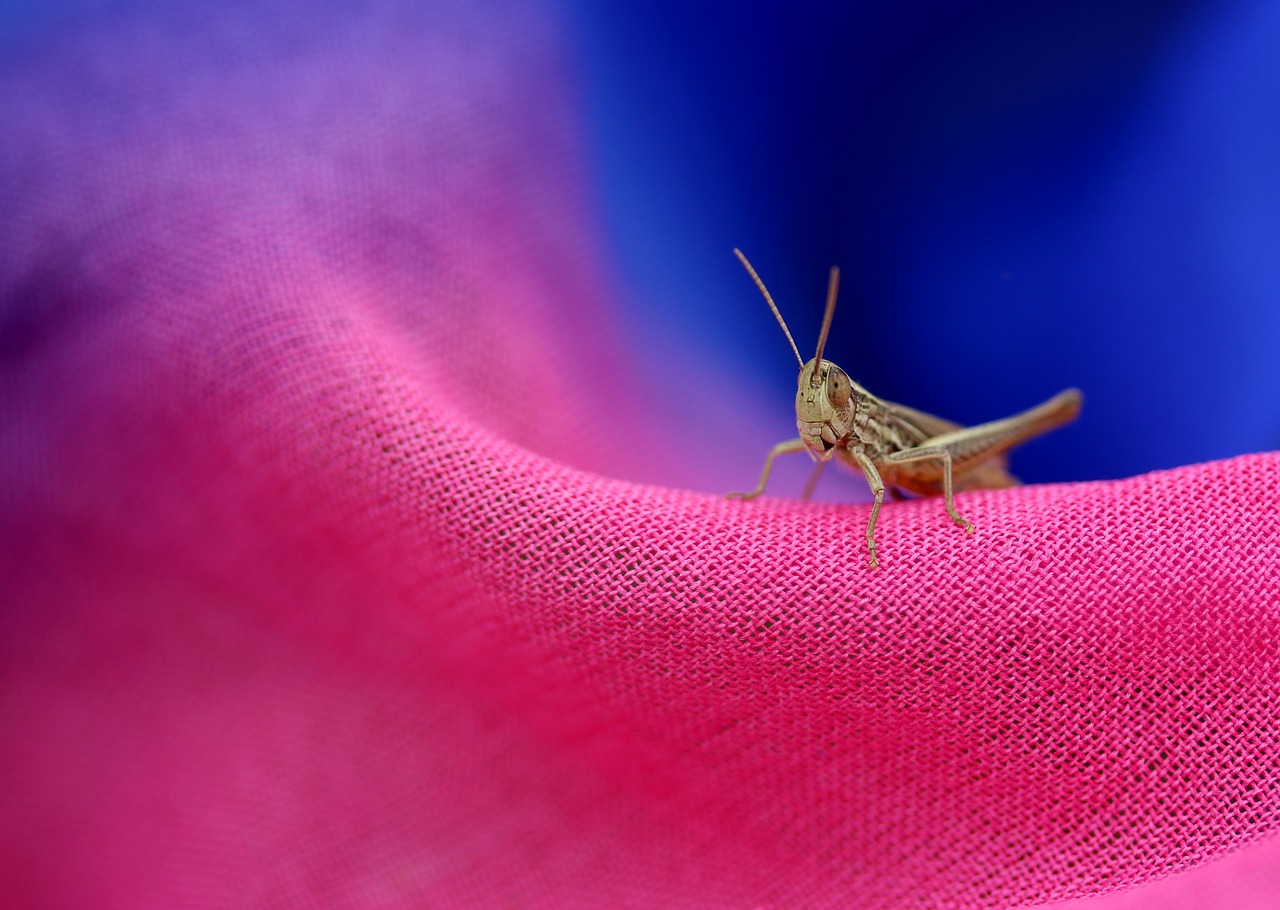 遇到蝗虫灾害怎么办,遇见虫子怎样保护自己