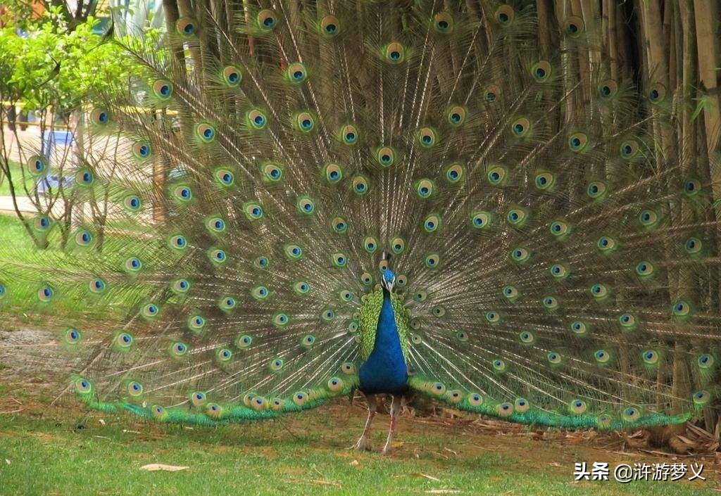 那些说不出名字的鸟,常见的纯黑色羽毛的鸟有哪些