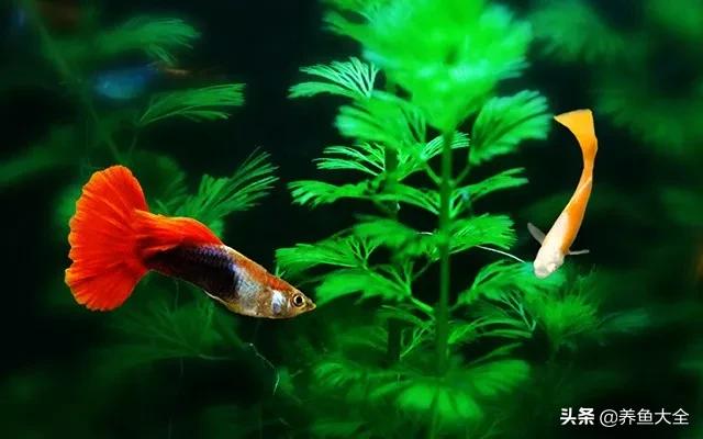 鱼缸观赏鱼哪个最好养,最好养的十种观赏鱼