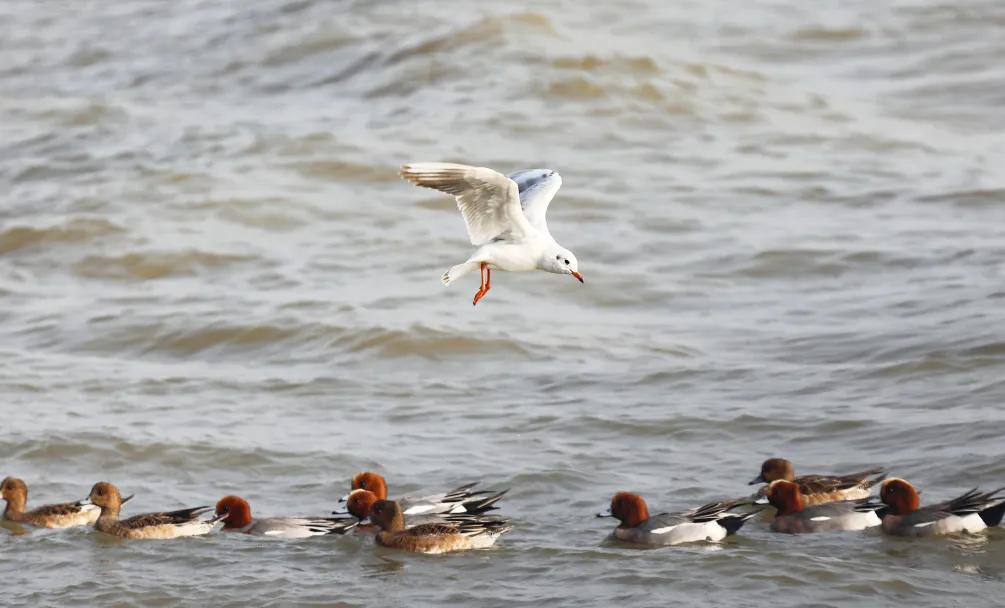 这个春节怎么过一大波攻略来啦,春节期间的最全攻略