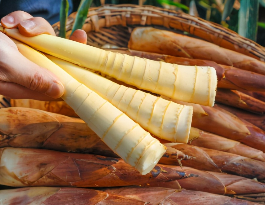 晒春笋晒多长时间,晒竹笋干要不要焯水