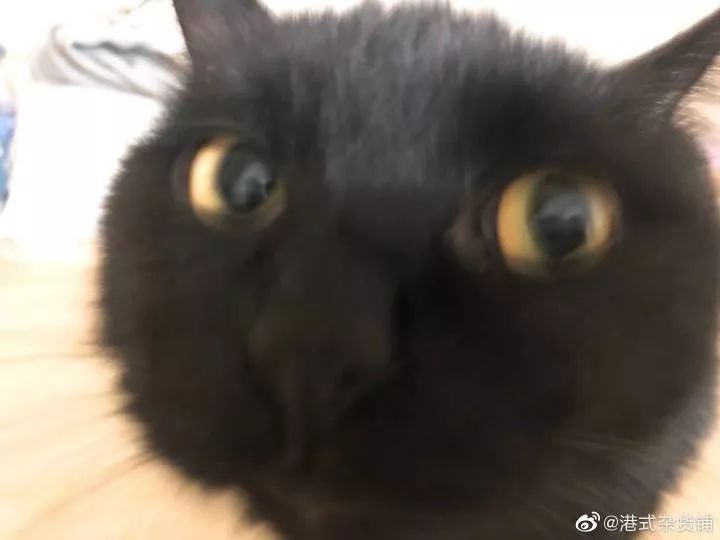 黑猫不吉利是谁说的,黑猫不吉利是真的吗