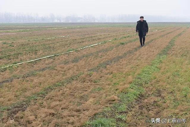 上蔡“芦笋大王”让贫困户抱上“聚宝盆”!