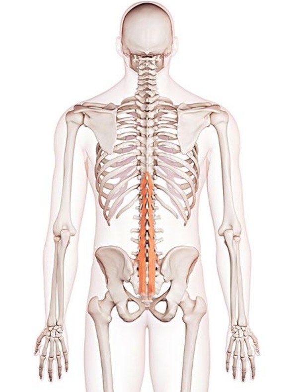 腰背部僵硬做什么运动,腰突恢复期感觉背部肌肉紧绷僵硬