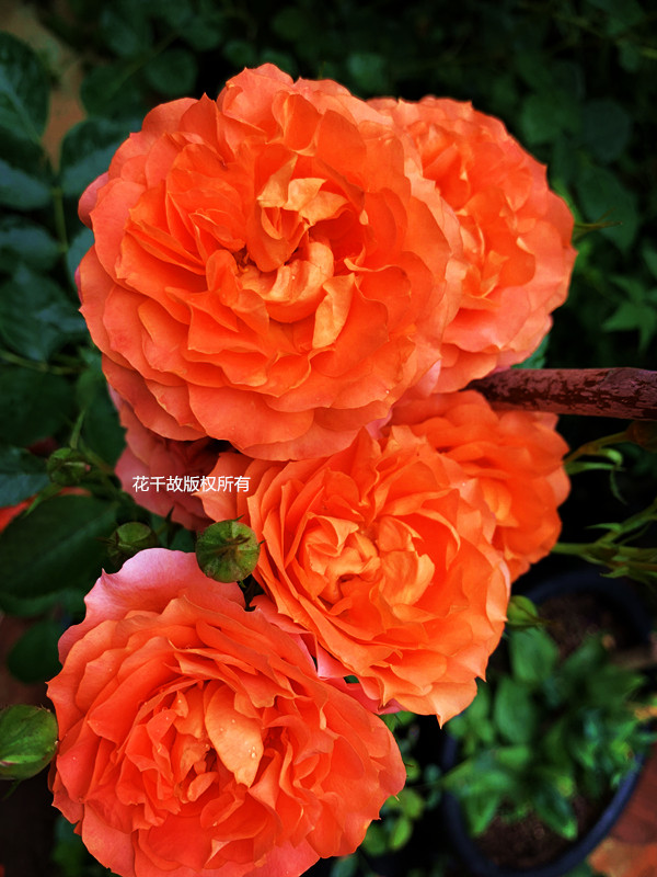 我的玫瑰仙境,请上坐!花市买来的“激素苗”,我这一招很好养活