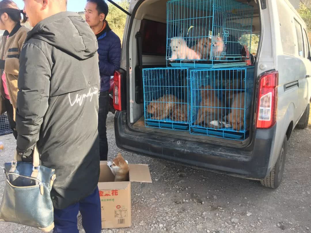 狗市1000块买柴犬,狗市松狮犬出售