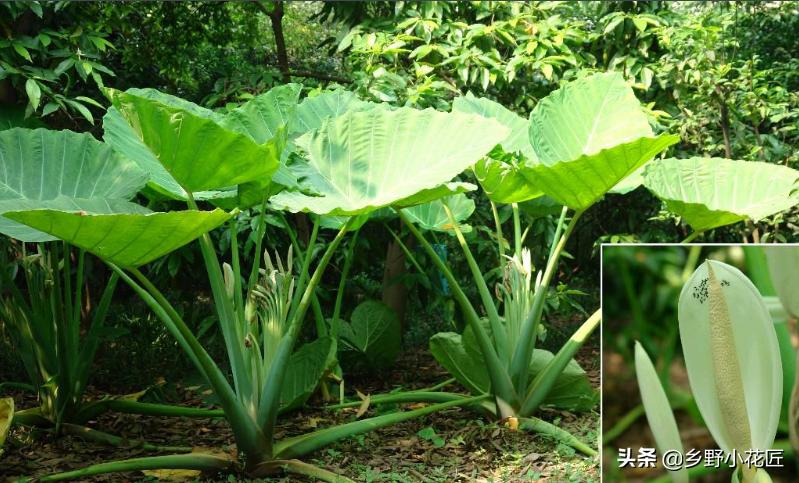叶片厚的海芋,海芋的花特征