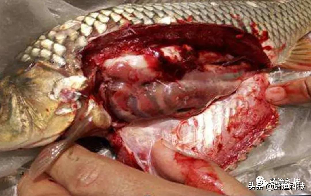 鲤鱼烂鳃多长时间可以好,鲤鱼得了烂鳞病怎么治