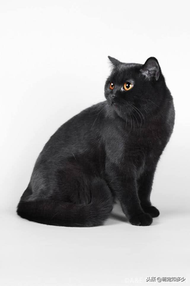 英短虎斑猫和银渐层的区别,英短蓝猫跟银渐层生出了虎斑猫