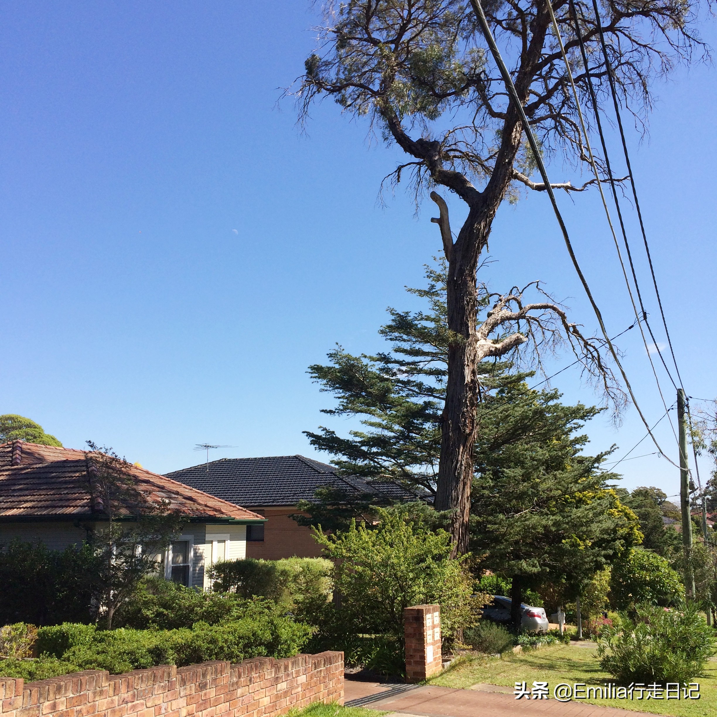 澳洲人居住的真实生活,在悉尼的感受