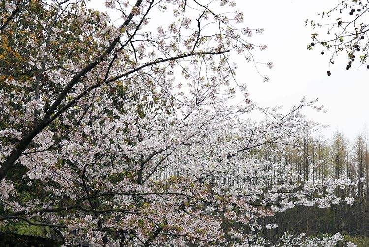 上海顾村公园樱花时间,2022上海顾村公园樱花开了吗