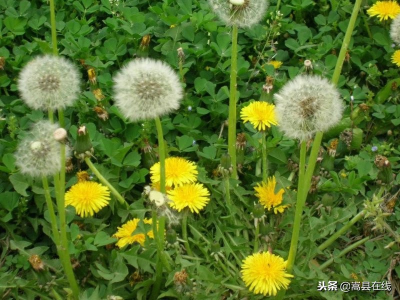 农村身边常见中草药不要错过这些宝贝！