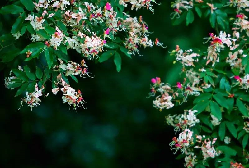 深圳短途自驾游推荐,深圳自驾游出游好去处推荐