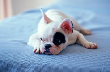 除犬瘟、细小以外，对狗来说第3大疾病—冠状病毒，一文为你解析