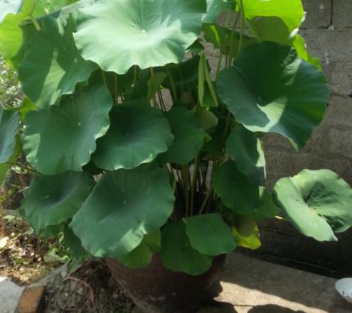 我家的江南风光，小小碗莲，自在清香淡雅，真的好看极了