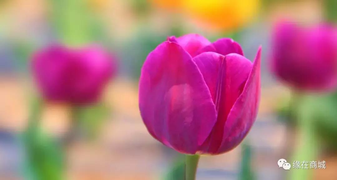 「品读」我的前男网友——以后真的不单独见面吗?/江河之王