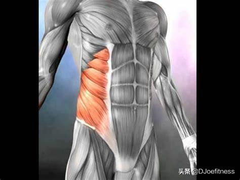 深蹲训练时腰疼的原因和改善方案,深蹲训练伤腰吗