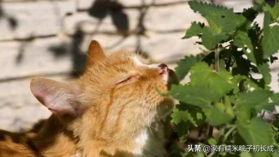 猫咪为何如此钟爱猫草,猫咪为什么喜欢吃猫猫草