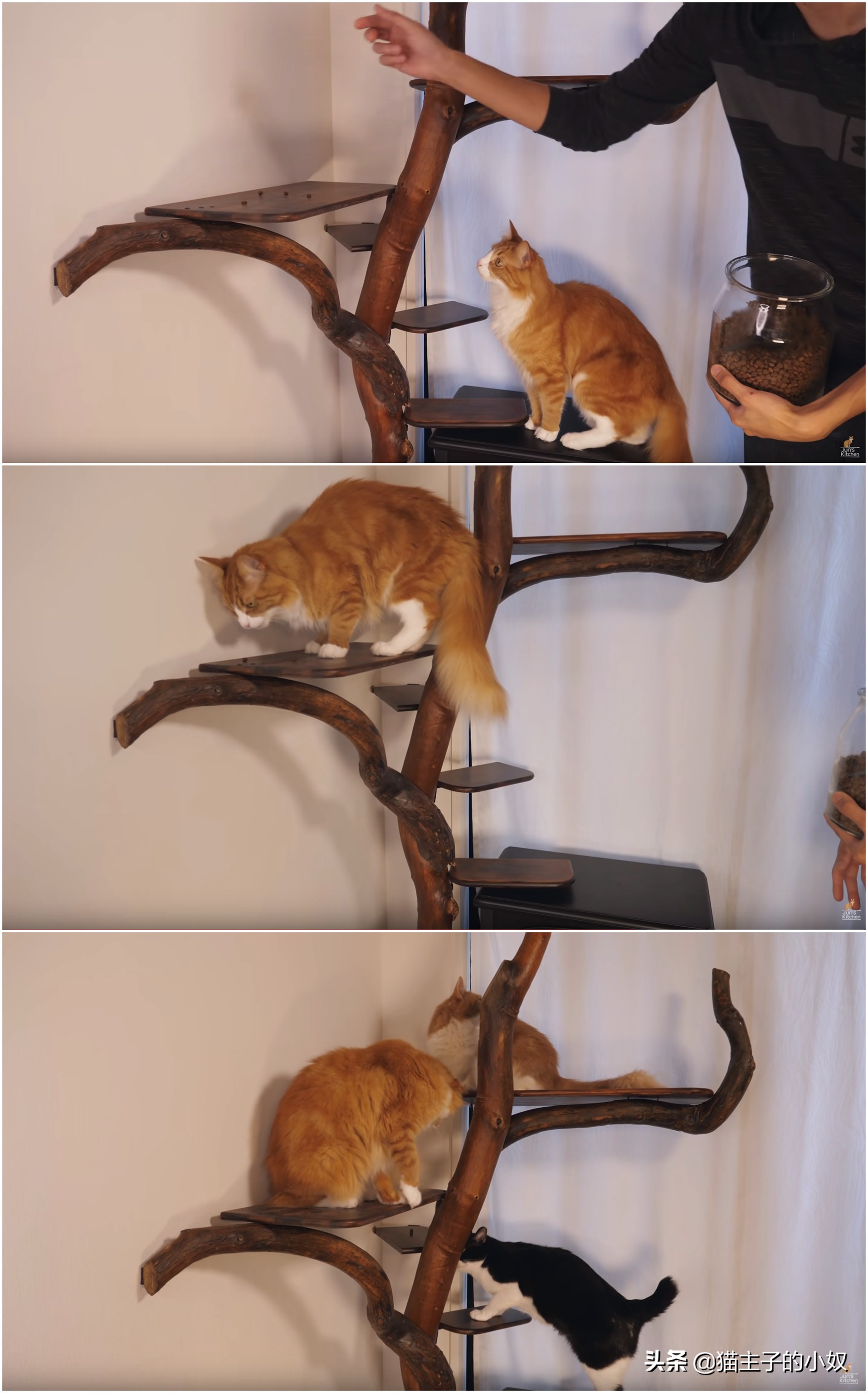 diy猫爬架大约需要什么材料,diy猫爬架材料清单