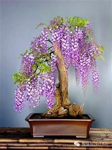 紫藤之美,紫藤迷人的气质