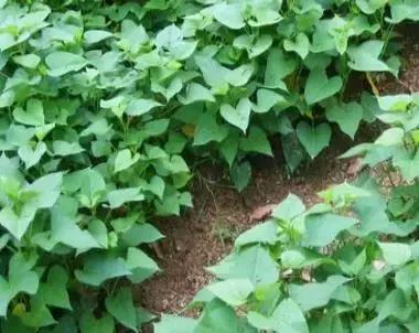 一种野菜治一种病，还能养颜瘦下10斤！为了家人，赶紧收藏！