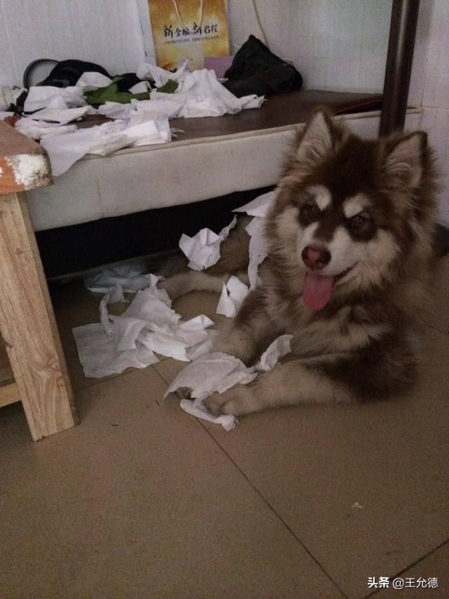 阿拉斯加怎么养才能又肥又大,为什么不建议买阿拉斯加