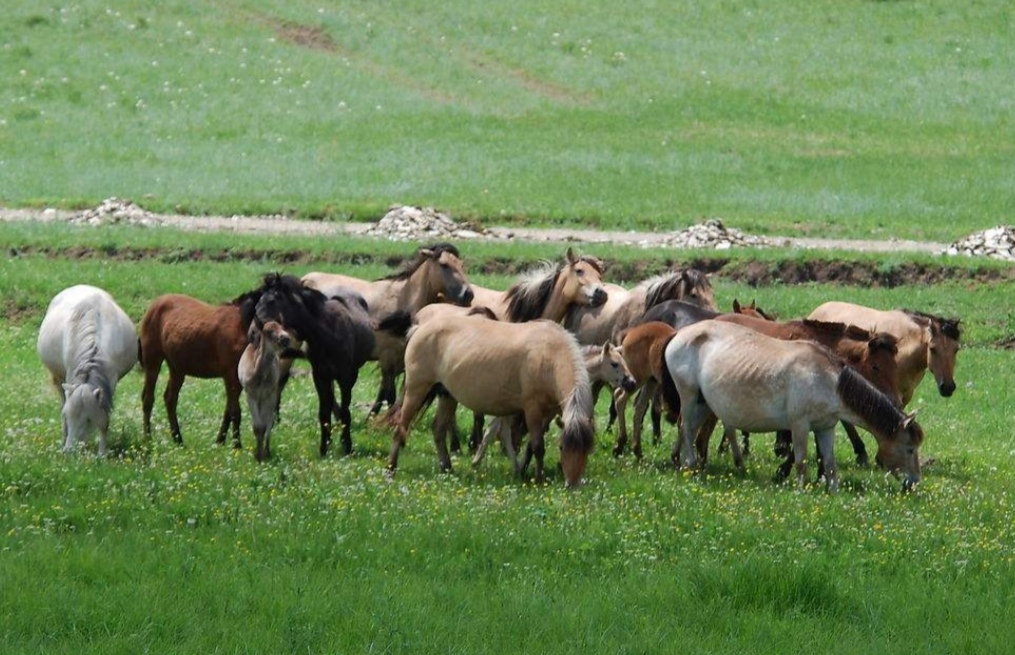 王安石变法中的强兵之法,王安石强兵之法