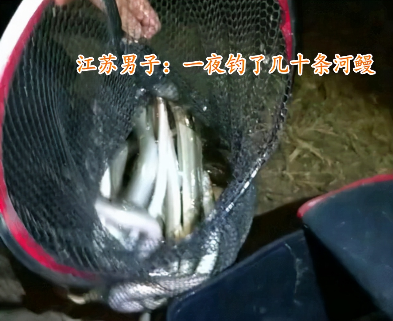 河鳗泛滥？江苏南通钓鱼人称一夜钓几十条，网友：这鱼300一斤