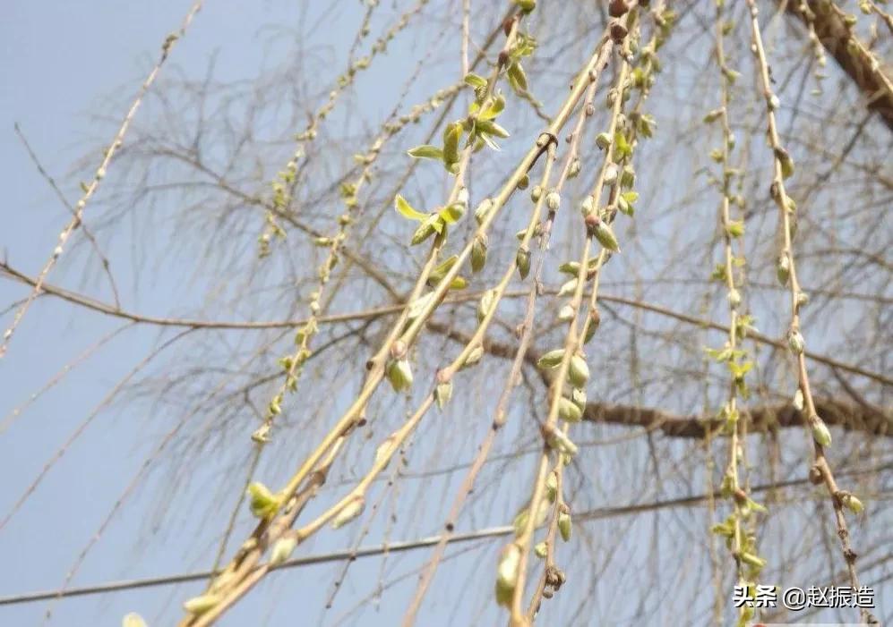诗句春雨惊春,春日诗一首