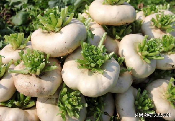 民间俗称诸葛菜,民间所称的诸葛菜