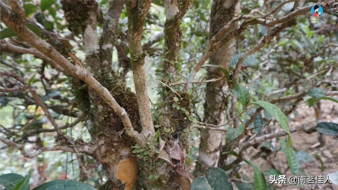 冰岛五寨糯五价格,冰岛五寨谁最有性价比