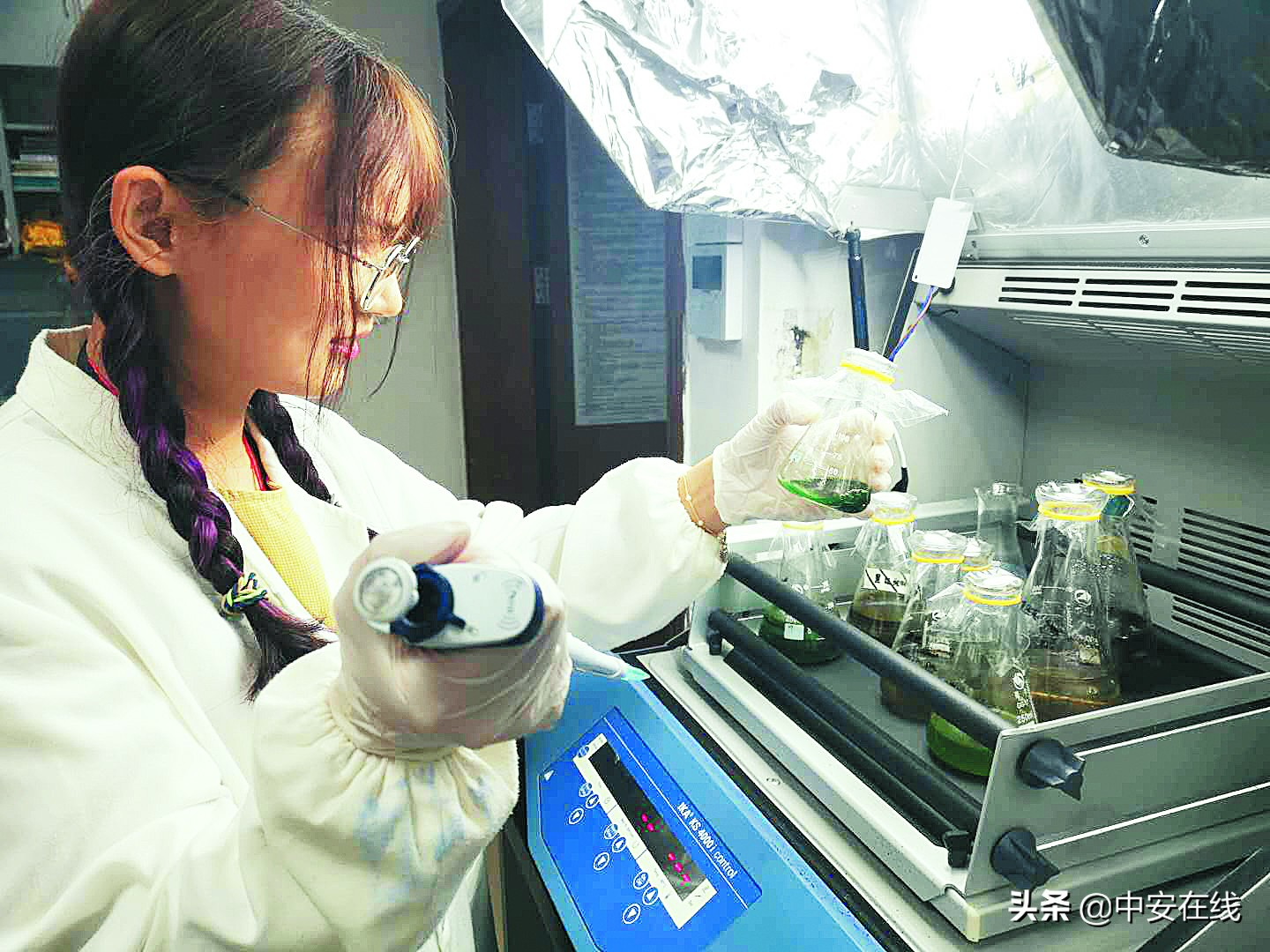 蓝藻绿藻最好的解决方法,蓝藻裸藻最好的解决方法