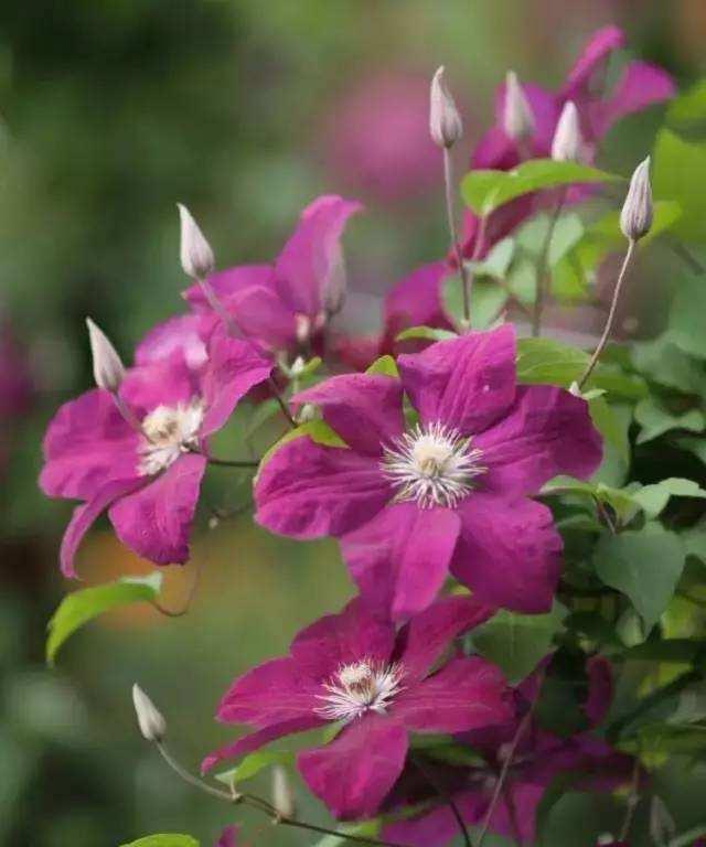 铁线莲叶子晒干了怎么办,铁线莲秋冬的枯叶需要剪掉吗