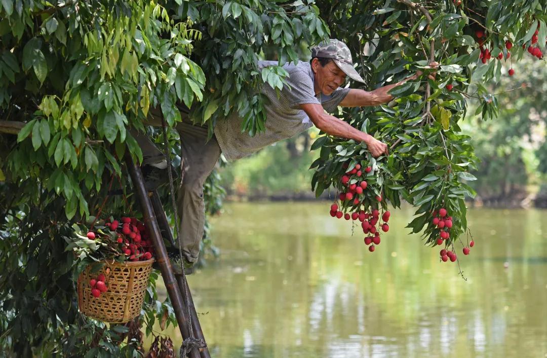 荔城无处不荔枝翻译,荔城无处无荔枝