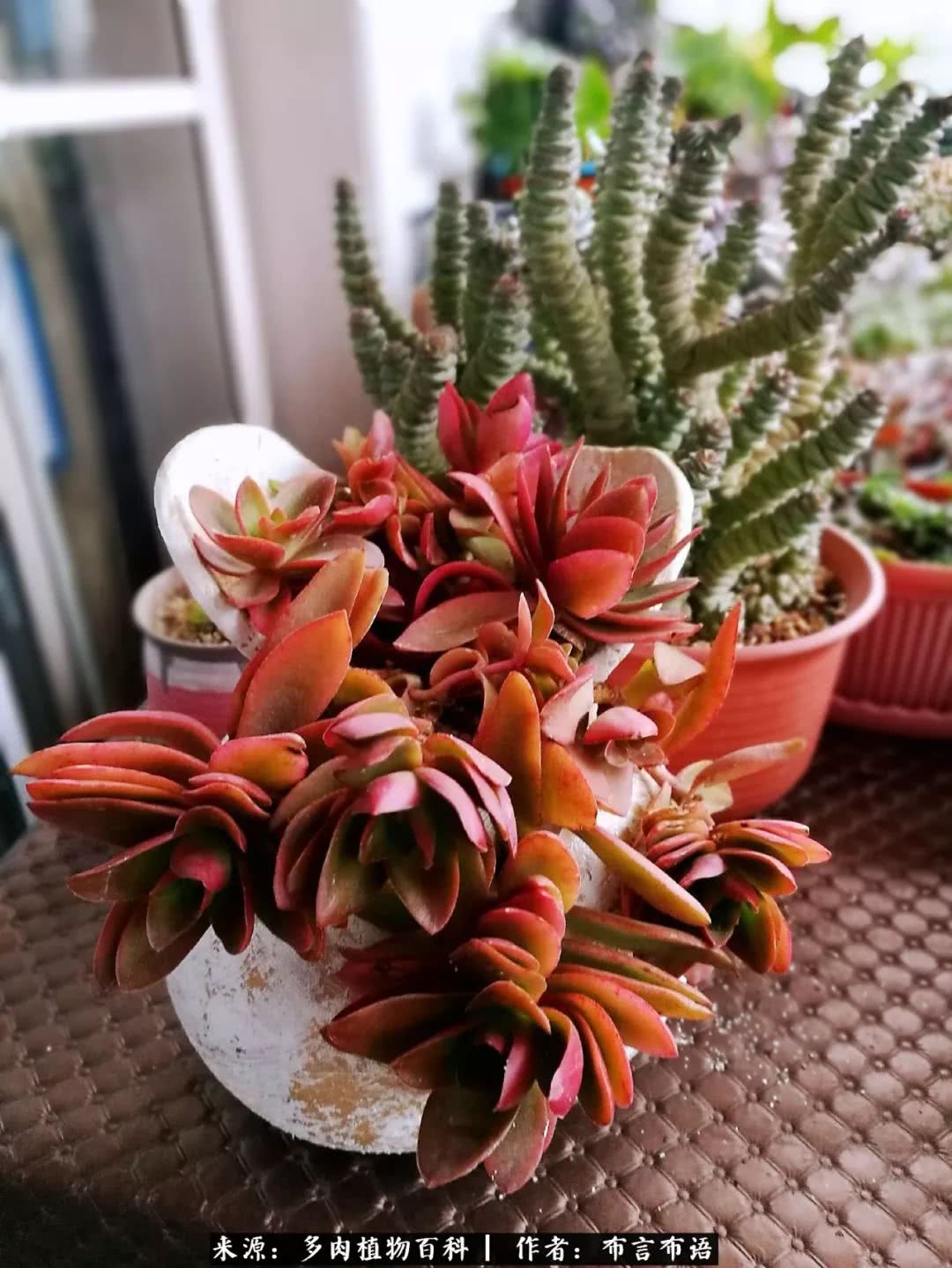 从多肉上感悟人生,多肉的真实生活感悟