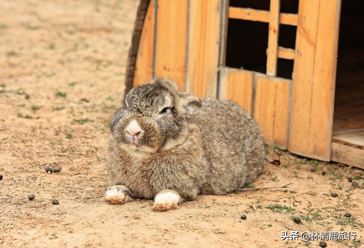 郑州登山景区,郑州看小鹿的景区有哪些