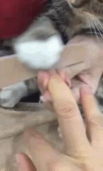 你根本不知道，养只猫有多幸福！