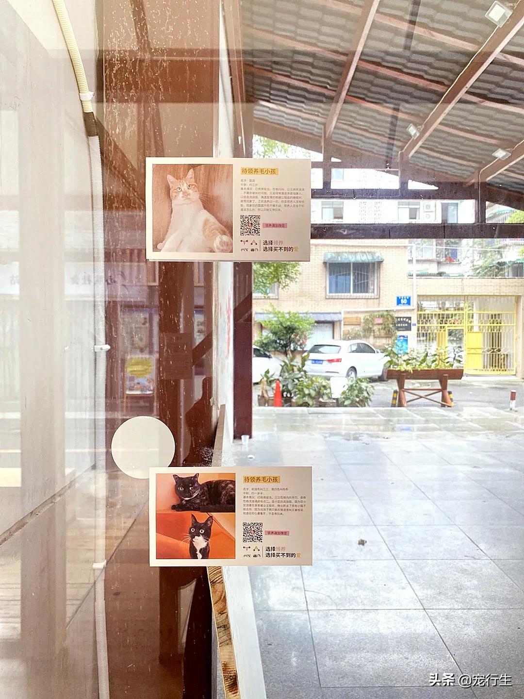 这家宠物快闪集市，怎么拍都好看，学会用宠物视角看世界