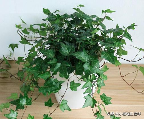 适合孕妇的室内绿植,家里有孕妇房间适合养什么植物