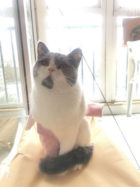 怎么防买到星期猫,如何避免在市场买到星期猫