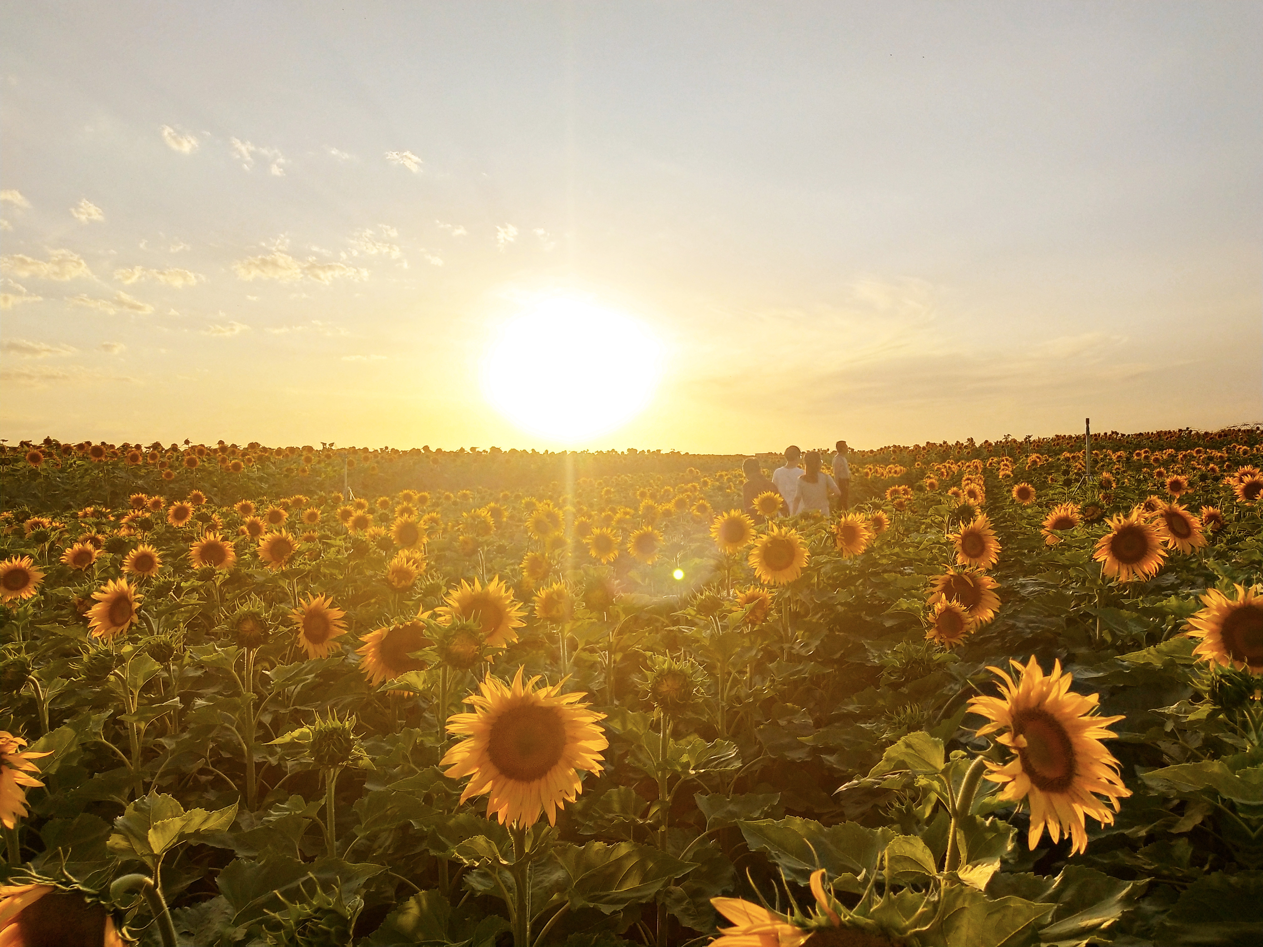 拍花海摄影技巧,如何拍出好看的花海视频