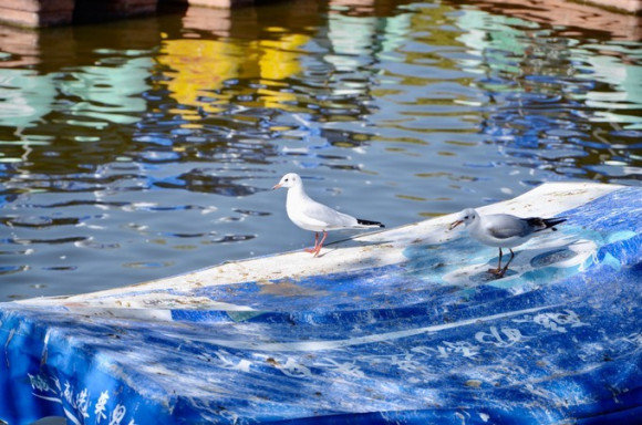 云南旅游全攻略自由行5天费用,去云南旅游自由行5天花多少钱