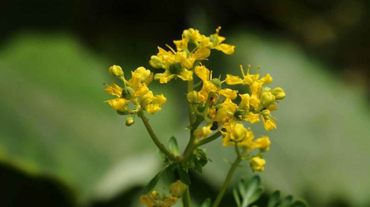又到蚊虫乱飞的季节，家里放两盆“驱蚊花”，安全环保无蚊虫