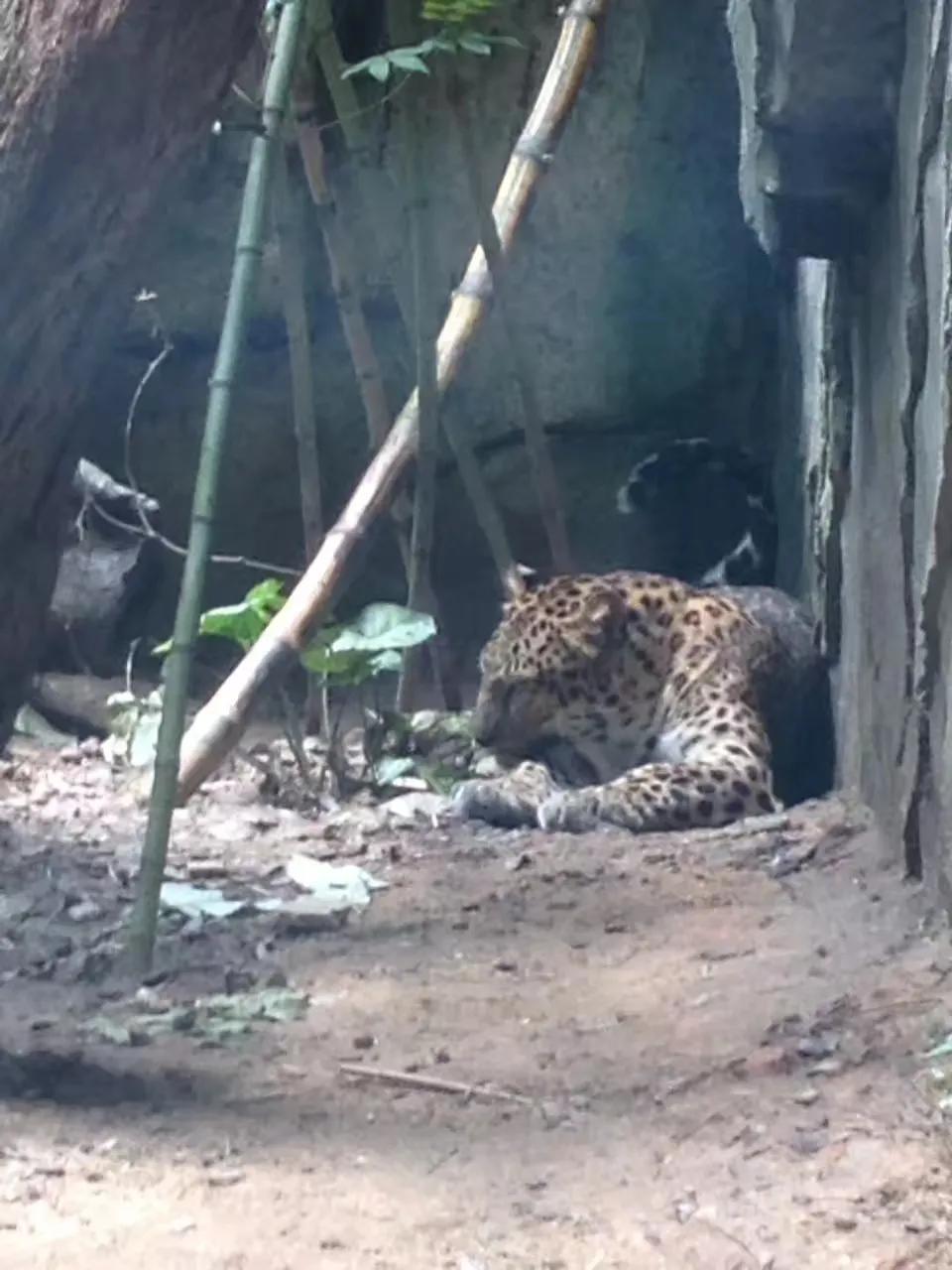 广州长隆野生动物世界游记300字,广州长隆野生动物园游记