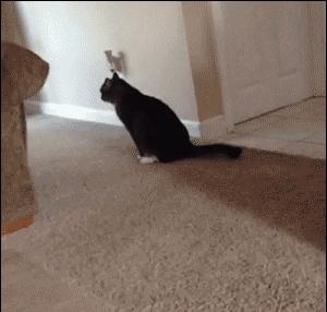 猫咪为什么会在地上蹭屁屁？很可能是身体出问题了……