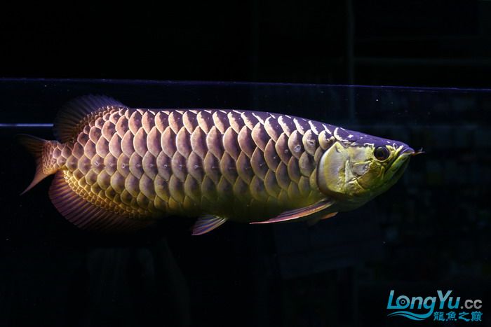 金龙鱼全过背是什么,金龙鱼最大纪录