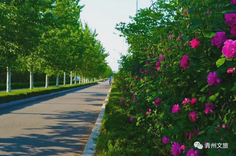 花满青州——初夏清浅微风起，蔷薇月季满城香