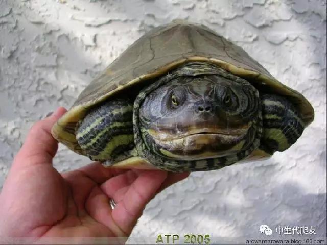 正宗的地图龟,史上最差的地图龟