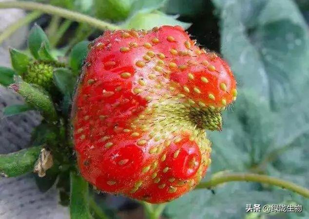 草莓畸形果的原因及预防措施,草莓畸形怎么防治