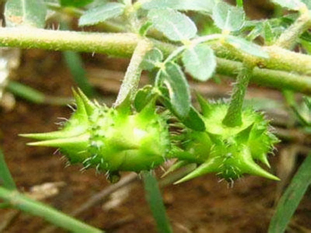 38种常见入侵植物花朵,38种疯狂的入侵植物